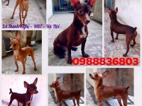 Phối giống Fox Hươu. 0988836803