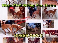 Phối giống Fox Hươu. 0988836803