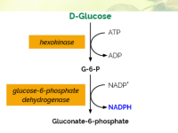 D-Glucose HK Assay Kit