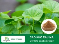 Nâng cao năng suất nuôi trồng thủy sản với Cao khô rau má 