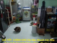 GIÁ TỐT- CHÍNH CHỦ Cần Bán Nhanh Căn Nhà  Đẹp Vị Trí Tại Quận Bình Thạnh, TP HCM