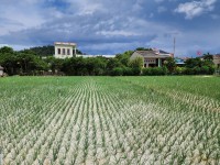 Bán đất trồng cây hàng năm tại đảo Lý Sơn, Quảng Ngãi giá siêu rẻ.