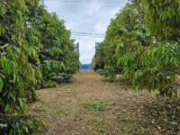 CẢ NHÀ SANG MỸ ĐỊNH CƯ KHÔNG CÓ AI CHĂM VƯỜN NÊN CẦN BÁN GẤP VƯỜN SẦU RIÊNG 300 CÂY CÓ HỆ THỐNG