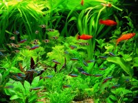  Mách bạn top 5 loại cây cảnh thủy sinh dễ trồng, ít rêu hại