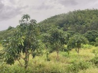 BÁN LÔ ĐẤT THÔN TÂY NAM, XÃ SÔNG CẦU, HUYỆN KHÁNH VĨNH, KHÁNH HOÀ.