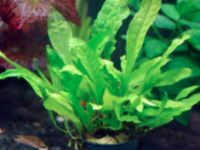 Cá Betta Cảnh UIT chia sẻ bạn kinh nghiệm chọn cây thủy sinh