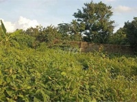 HOT HOT HOT – CẦN BÁN LÔ ĐẤT Tại  Đường Láng The, Xã Tân Thạnh Tây, Huyện Củ Chi, Tp HCM