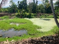 Hơn 1 Hecta đất vườn giáp suối tại mặt tiền đường Mã Vôi giá 700 triệu / sào