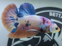 Cá Betta Cảnh UIT giới thiệu mẫu Betta Koi Nemo Candy cực đẹp