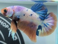 Cá Betta Cảnh UIT giới thiệu mẫu Betta Koi Nemo Candy cực đẹp