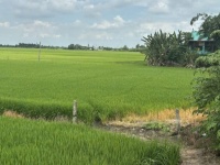 Bán đất full thổ cư, đường betong, p3 kiến tường loang an