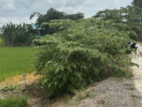 Bán đất full thổ cư, đường betong, p3 kiến tường loang an