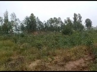 CHÍNH CHỦ CẦN BÁN NHANH GẦN 10HA ĐẤT TRỒNG CHÀM Tại LaGi, Bình Thuận - Giá Siêu Rẻ
