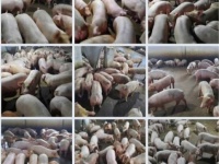 Trang trại chăn nuôi heo qui mô lớn 10 hécta