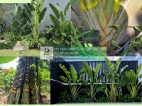 Cung cấp cây xanh công trình sỉ giá rẻ đồng nai tphcm