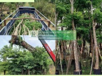 Cung cấp cây xanh công trình sỉ giá rẻ đồng nai tphcm