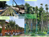 Cung cấp cây xanh công trình sỉ giá rẻ đồng nai tphcm