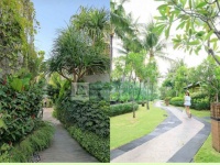 Bảo dưỡng cảnh quan nhà hàng khách sạn biệt thự thủ đức,tphcm