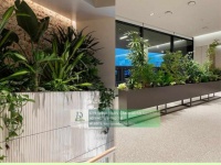 Chăm Sóc và Bảo Dưỡng Cây Xanh Văn Phòng Định Kỳ DPL