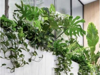 Chăm Sóc và Bảo Dưỡng Cây Xanh Văn Phòng Định Kỳ DPL