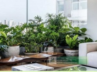 Chăm Sóc và Bảo Dưỡng Cây Xanh Văn Phòng Định Kỳ DPL