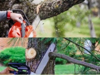 Dịch Vụ Chăm Sóc Cây Xanh Nội Thất & Ngoại Thất Tại TP.HCM