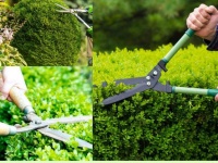 Dịch Vụ Chăm Sóc Cây Xanh Nội Thất & Ngoại Thất Tại TP.HCM