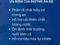 Enzyme Ấn Độ - chất xúc tác sinh học cải thiện môi trường ao nuôi và hỗ trợ tiêu hóa