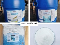 Enzyme Ấn Độ - chất xúc tác sinh học cải thiện môi trường ao nuôi và hỗ trợ tiêu hóa
