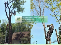 DỊCH VỤ CẮT TỈA VÀ ĐỐN HẠ CÂY XANH TẠI ĐỒNG NAI