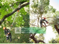 DỊCH VỤ CẮT TỈA VÀ ĐỐN HẠ CÂY XANH TẠI ĐỒNG NAI