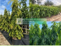 THANH LÝ CÂY XANH CÔNG TRÌNH GIÁ RẺ TẠI ĐỒNG NAI