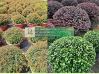 THANH LÝ CÂY XANH CÔNG TRÌNH GIÁ RẺ TẠI ĐỒNG NAI