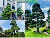 Thi Công Cảnh Quan Sân Vườn Biệt Thự Trọn Gói – Liên Hệ Ngay Để Nhận Báo Giá