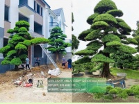 Thi Công Cảnh Quan Sân Vườn Biệt Thự Trọn Gói – Liên Hệ Ngay Để Nhận Báo Giá