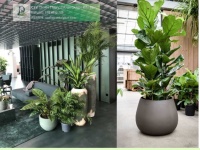 DỊCH VỤ THIẾT KẾ & THI CÔNG CÂY XANH CÔNG TRÌNH THƯƠNG MẠI TẠI TP.HCM