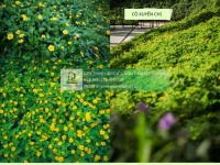 TRỒNG CỎ DỰ ÁN GIÁ RẺ – THI CÔNG CÂY XANH BÌNH DƯƠNG, ĐỒNG NAI