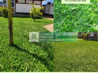 Trồng cỏ dự án Khu công nghiệp Đồng Nai - Bảo hành bảo dưỡng 1 tháng miễn phí