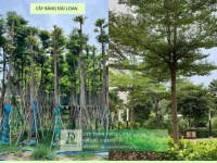 Thi công cây xanh – thảm cỏ công trình tại Đồng Nai, Bình Dương, TPHCM, Vũng Tàu,...