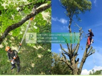 Báo giá cắt cỏ, cắt tỉa, chăm sóc cây xanh Đồng Nai mới nhất 2026