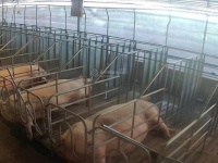 ĐẤT  ĐẸP- GIÁ TỐT- CẦN BÁN NHANH ĐẤT tại Xã Phúc Thọ, Lâm Hà, Lâm Đồng