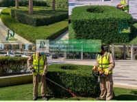 Cắt tỉa cây xanh Đồng Nai đúng tiêu chuẩn, an toàn