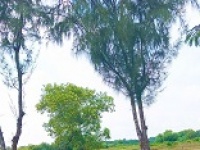 CƠ HỘI ĐẦU TƯ ĐẤT VÀNG – CẦN GIỜ, TP.HCM