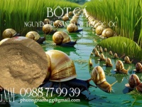 Bột Cá – Nguyên Liệu Đa Năng Cho Sản Xuất Phân Bón, Thuốc Diệt Ốc Bươu Vàng, Thuốc Diệt Chuột