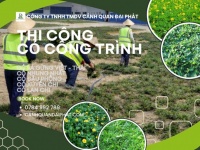 Trồng Cỏ lá gừng – Cỏ nhung Nhật tại KCN Long Đức, Long Thành, Nhơn Trạch,…