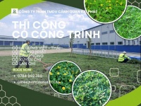 Trồng Cỏ lá gừng – Cỏ nhung Nhật tại KCN Long Đức, Long Thành, Nhơn Trạch,…