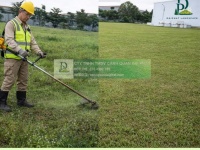 Dịch vụ cắt cỏ cắt tỉa chăm sóc cảnh quan KCN An Phước, Long Thành, Đồng Nai