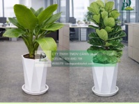 Thiết kế Thi công Chăm sóc cây xanh văn phòng tại Đồng Nai