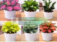 Thiết kế Thi công Chăm sóc cây xanh văn phòng tại Đồng Nai