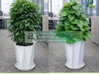 Thiết kế Thi công Chăm sóc cây xanh văn phòng tại Đồng Nai